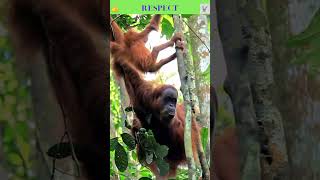 Discover the Astonishing World of Orangutans [upl. by Lucilia]