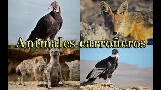 Animales carroñeros [upl. by Bazluke]