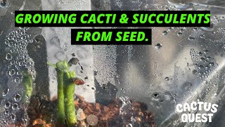 HOW TO GROW CACTI amp SUCCULENTS FROM SEED 2021 UPDATED METHODOLOGY [upl. by Mendes]