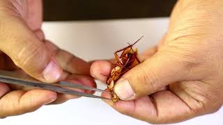 Cockroach Mouthparts Dessection  আরশোলার মুখোপাঙ্গ ব্যবচ্ছেদ   Biology Practical [upl. by Goodman]