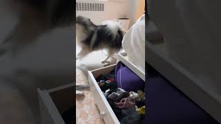 Sock thief on the loose 😂🧦 pomsky funnydogs funnypuppy huskylife husky [upl. by Undis]