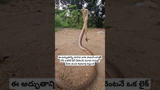 brahmamgarikalagnanam brahmamgarimatam brahmamgaru viralreels viral viralvideos morning god [upl. by Aisatna]