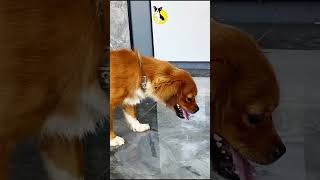 Best Dog Food Reviews 2024 Dog Foodreviews doogFood viral funny [upl. by Madella]