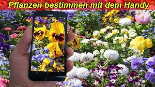 Pflanzen bestimmen mit dem Handy  Google Lense App zum Pflanzen identifizieren benutzen Anleitung [upl. by Senilec]