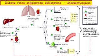 Sistema ReninaAngiotensinaAldosterona y antihipertensivos [upl. by Claude]