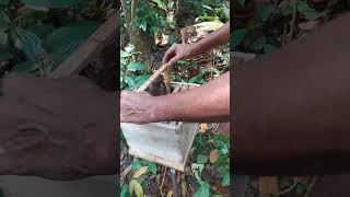 APICULTUREതേനീച്ച വളർത്തൽതേൻ കൃഷി🐝🐝shortvideo [upl. by Ready]