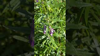 Flowers of Angelonia salicariifolia [upl. by Aicitel215]