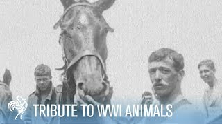 The Forgotten Army of WWI Tribute to Animals  War Archives [upl. by Chita]