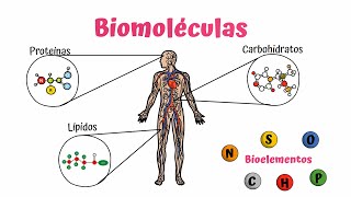 Biomoléculas Carbohidratos Lípidos y Proteínas [upl. by Sophie323]