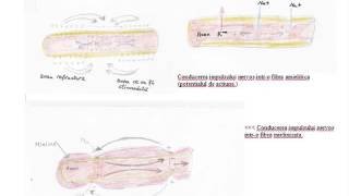 Lectia de anatomie nr 4  Conducerea impulsului nervos [upl. by Ajssatsan]