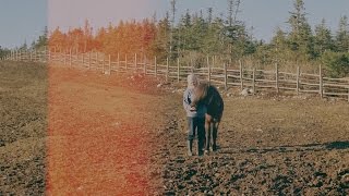 Newfoundland Pony Sanctuary Cappahayden [upl. by Idurt]