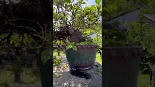 A gorgeous Maheleb Cherry bonsai given a good prune Bonsai pot by Dan Barton bonsai cherry [upl. by Wolford]