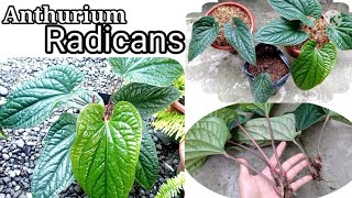 Anthurium Radicans Propagation and CareWith English Subs [upl. by Silliw]