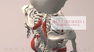 Rhomboid Minor Shoulder Series Part 1 3D Animation [upl. by Yatnahc132]