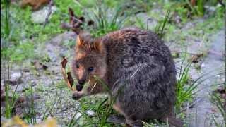 Quokka on Rottnest Island WA [upl. by Hendon]