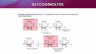 Acid Hydrolysis of Glycogen [upl. by Annayoj]