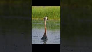 Snake Darter eating fish birds nature animals cute shorts [upl. by Leizo]