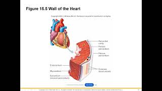 Cardiovascular Lecture Part 1 [upl. by Auqkinahs]