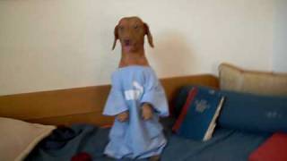 daschund dog funny snoopy [upl. by Moyra]