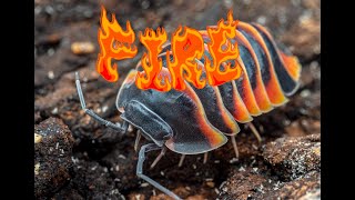 Top 10 mos beautiful ISOPODS [upl. by Eindys]