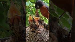 American Robin Dad Feeding Babies 🐣💙 [upl. by Sulecram]