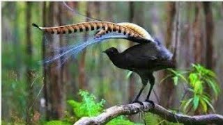 Lyrebird Menura Amazing Voice of Lyrebird Bird Amazing Dance of Lyrebird Bird [upl. by Racklin953]