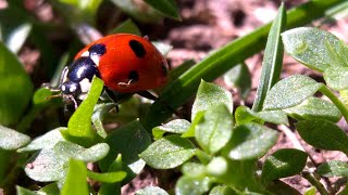 Coccinella septempunctata ladybug [upl. by Amorete]