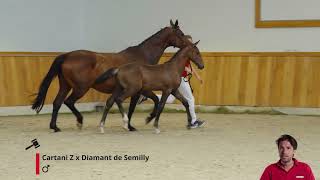 Utani SPS Cartani Z x Diamant de Semilly [upl. by Shamma]