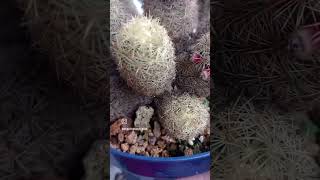 Mammillaria elongata 🖤🖤🖤 [upl. by Nairehs655]