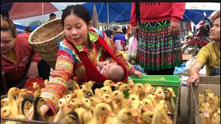 Sea vegetables are sold at the market to buy ducks to raise Lý Tiểu Ly [upl. by Adnouqal626]