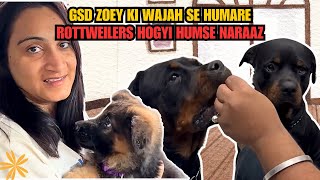 quotWhy Our Rottweilers Are Upset Thanks to German Shepherd Zoey 🐶💔quot [upl. by Iaria]