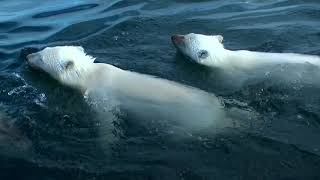 URSOS POLAR DO ARTICO DOCUMENTARIO HD 1080p [upl. by Aneetak477]