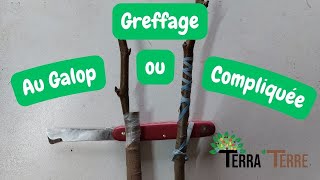 Greffe à lAnglaise compliquée et Anglaise Compliquée au galop  Comment greffer un arbre fruitier [upl. by Arihat]