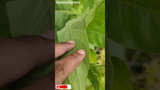 The Secrets of Nicotiana Tabacum The Tobacco Plant Explained paonegarden [upl. by Solhcin]