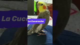 ⚡ CACATUA NINFA CANTANDO LA CUCARACHA ♪♫♪♫  COCKATIEL SINGING COCKROACH audio mejoardo short [upl. by Omiseno]