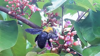 The life of Xylocopa confusa  Carpenter Bees Unlocks a Flowers Hidden Treasure [upl. by Nisaj395]