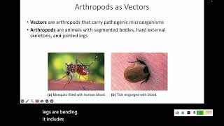 123 Animals Helminths and Vectors [upl. by Eehsar]