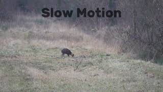 Muntjac Stalking In Lincolnshire Neck Shot [upl. by Bastien209]