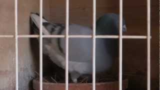 Top of the Race Sheet Breeding Quality Racing Pigeons Part 1 Trailer [upl. by Edda]