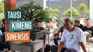 Diskusi Bonsai Tausi Kimeng dan Sinensis Acara Syawalan Komunitas Sleman Juniper Family SJF [upl. by Fadil]