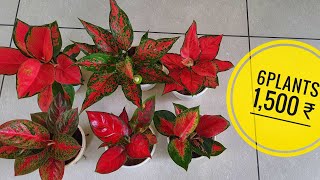 aglaonema combo plants available [upl. by Duffie]