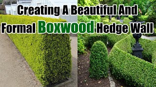 Creating a Beautiful and Formal Boxwood Hedge Wall  Boxwood Care [upl. by Esiuol96]