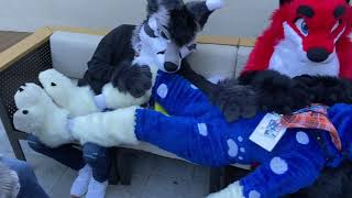 Fursuit Cuddle Pile at Bewhiskered 2021 [upl. by Goth]