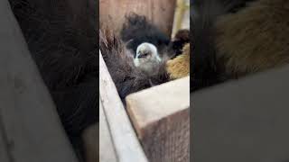 After trying ALL summer our silkies finally hatched some babies🥹 silkies backyardchickens shorts [upl. by Benedicto]