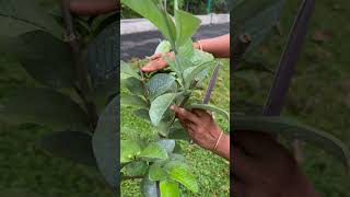 വീട്ടുമുറ്റത്തെ പേര farming [upl. by Sivar]