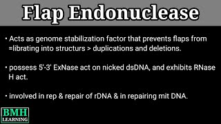 Flap Endonuclease [upl. by Fiske]