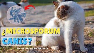 MICROSPORUM CANIS EN GATOS Y SUS SÍNTOMAS  BASMER VETERINARIA [upl. by Ecirum]