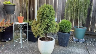 Dwarf Alberta Spruce Picea Glauca Conica Transplant To Landscape [upl. by Eillah471]