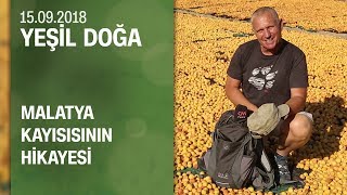 Malatya kayısısının hikayesi  Yeşil Doğa 15092018 Cumartesi [upl. by Amann]