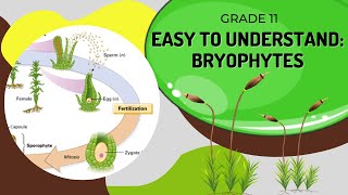 Bryophytes [upl. by Ahsekad]